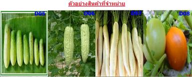 แตงกวา, มะละ, ผักกาดหัว, มะเขือเทศ